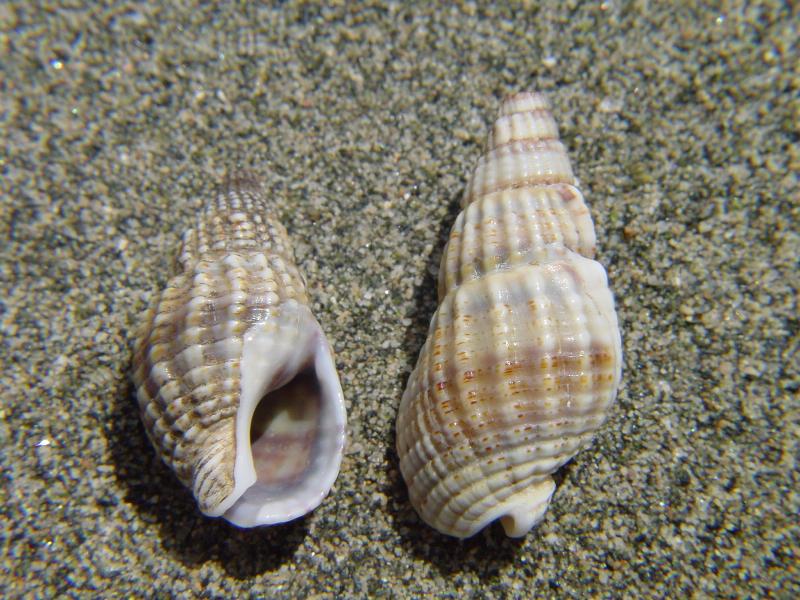 Nassarius nitidus f. mamillata